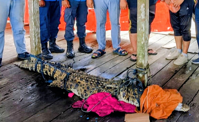 Warga dan Personil Polsek Gaung Jinakkan Buaya yang Masuk ke Perumahan