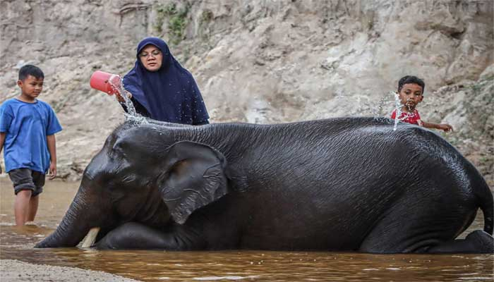 Bupati Siak Gelar Camping Seru Bareng Anak-anak, Sambil Selamatkan Gajah dan Harimau!