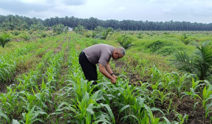 Pendampingan Rutin, Kanit Binmas Polsek Kandis Pantau Pertumbuhan Tanaman Jagung