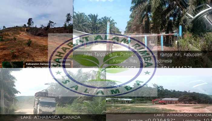 Siapkan Laporan ke Satgas PKH dan Legal Standing, Yayasan SALAMBA Temukan 11.000 Hektare Kawasan Hutan Kampar Kiri Digunduli Jadi Kebun Sawit