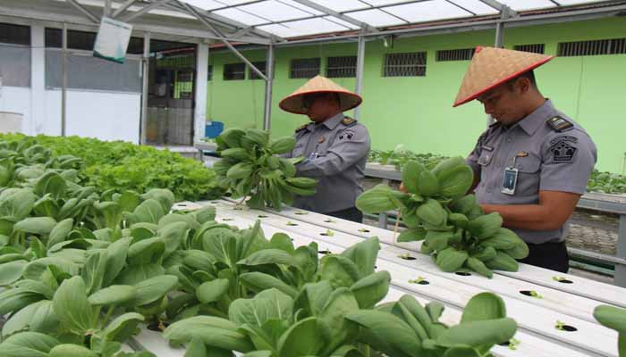 Lapas Kelas IIA Pekanbaru Panen Sayuran Hidroponik, Dukung Program Ketahanan Pangan Nasional