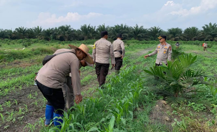 Update Swasembada Pangan Wilayah Polsek Kandis, Pembersihan Gulma, Penyemprotan dan Pemupukan