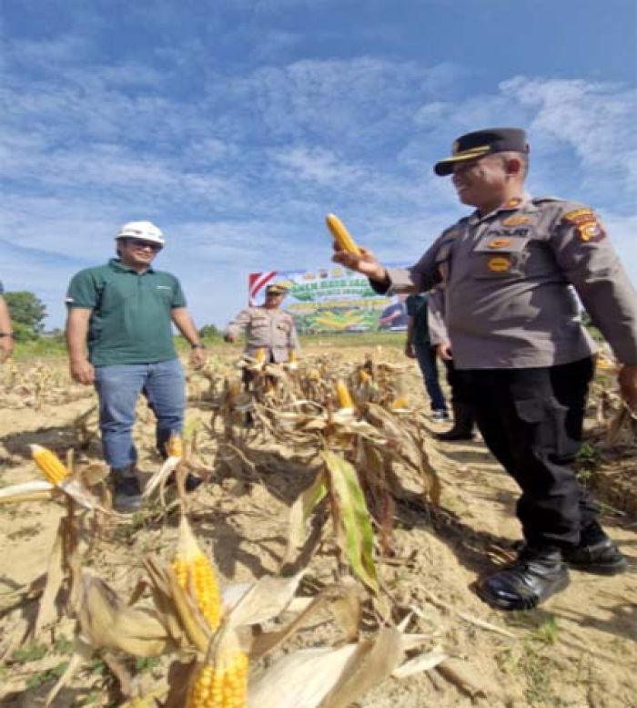 Grup Astra Agro di Inhu Panen Raya Jagung Wujud Dukung Program Ketahanan Pangan  