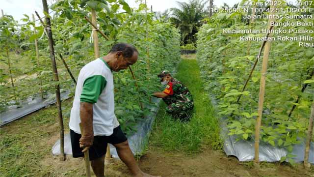 Babinsa Suroyo Lakukan Pendampingan Rawat Tanaman Kacang Panjang Warga