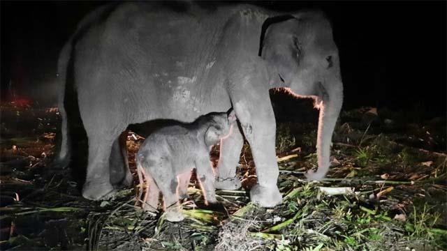 Bayi Gajah Betina Hasil Perkawinan Fuja dan Sarma Lahir di Pusat Konservasi Gajah Sebanga Riau
