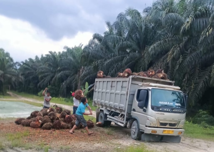 Kelompok Diduga Hendri Marbun Cs Berulah Lagi, Jarah Sawit Milik PT Agrinas Palma Nusantara KSO PT. Tiga Raja Mas di Batang Gangsal