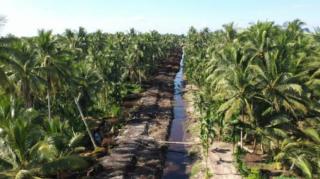 Harga Kelapa Inhil Anjlok Hingga Rp1.800/Kilogram, Pemprov Diminta Ambil Langkah
